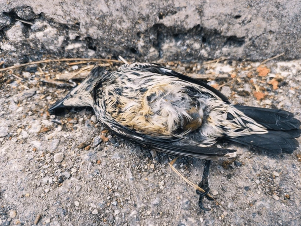 Bird Carcass Removal