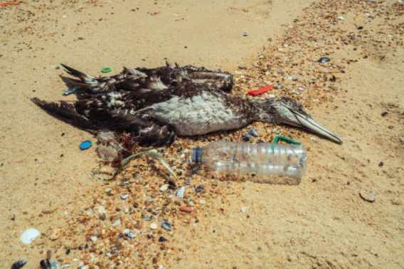 Bird Dead Animal Removal