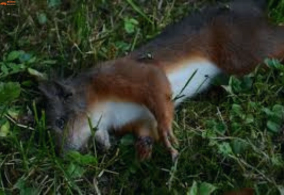 Dead animal removal in Gold Coast, QLD