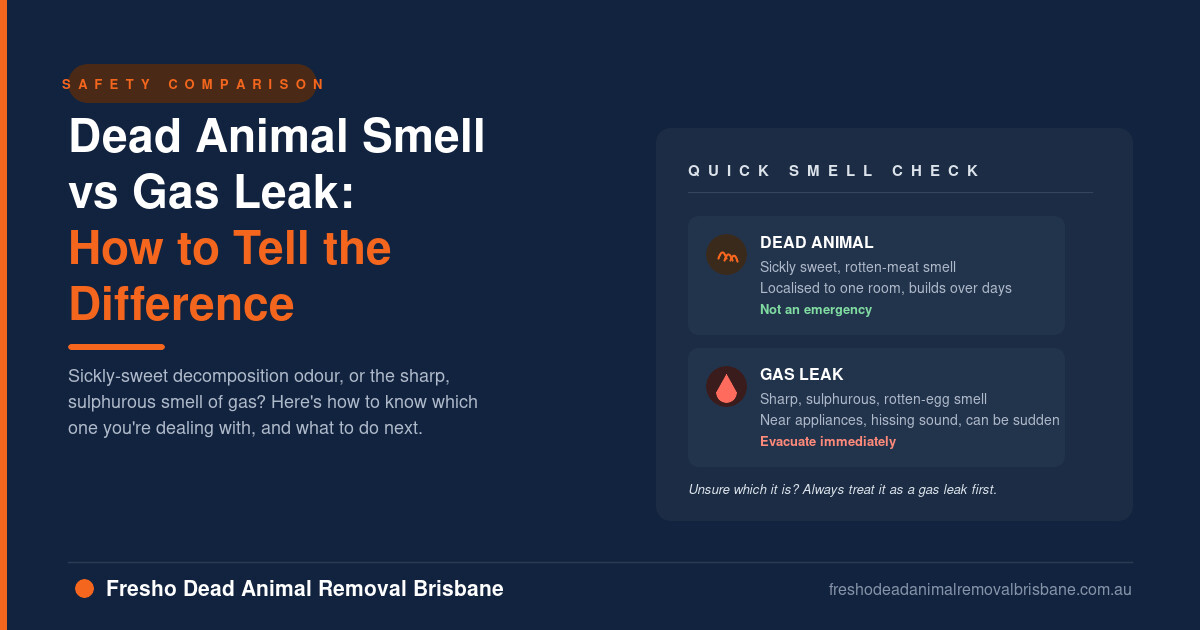 Dead Animal Smell vs Gas Leak: How to Tell the Difference