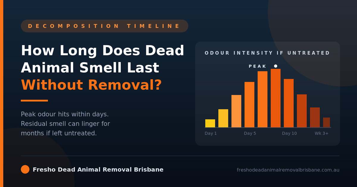 How Long Does Dead Animal Smell Last Without Removal?