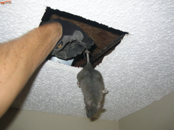 Roof Cavity Inspection