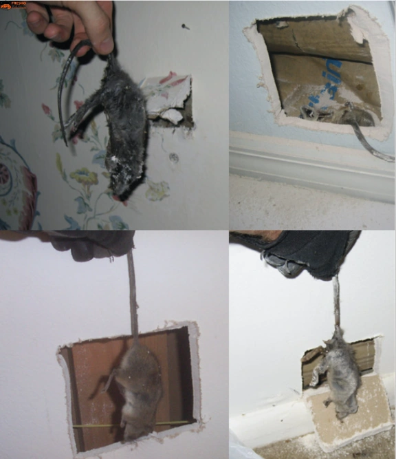 Wall Removal Biohazard